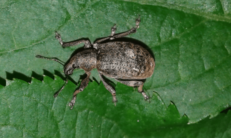 Otiorhynchus sp. (Curculionidae)?